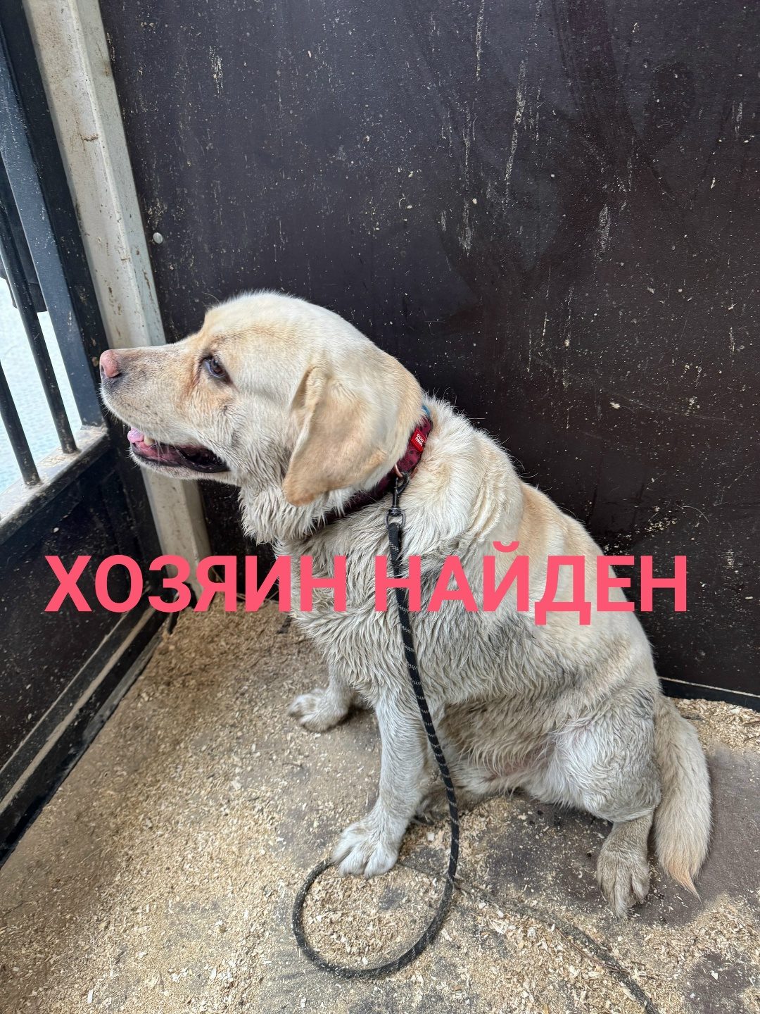 Найдена собака в Волковыске — ПОИСК ХОЗЯЕВ