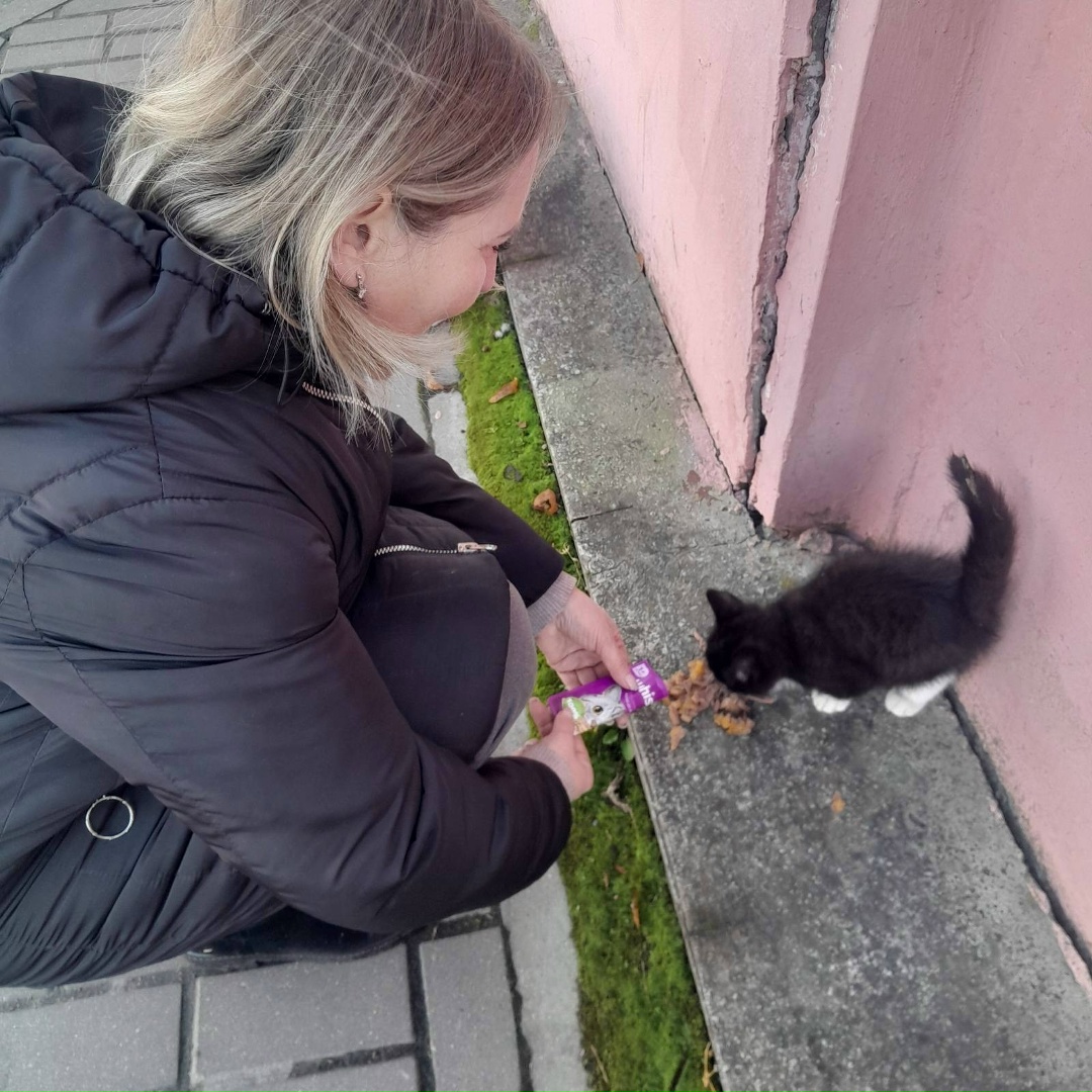 Найдена кошка в Калинковичах — Замечен малюсенький котенок!