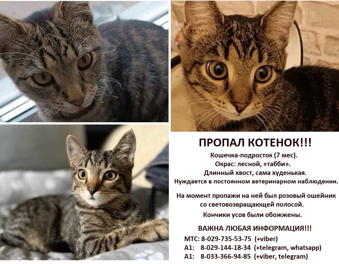 Пропала кошка в Калинковичах — Добрый день! Просим помощи в распространении информации!
