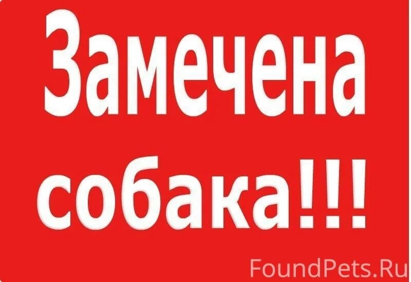 Найдена собака в Калинковичах — Здравствуйте 👋 В районе Евроопта по улице Владимирова (Западный микрорайон) бегает крупная белая…
