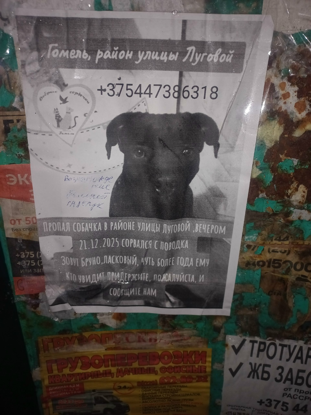 Найдена собака в Калинковичах — Репост от человека со стороны.