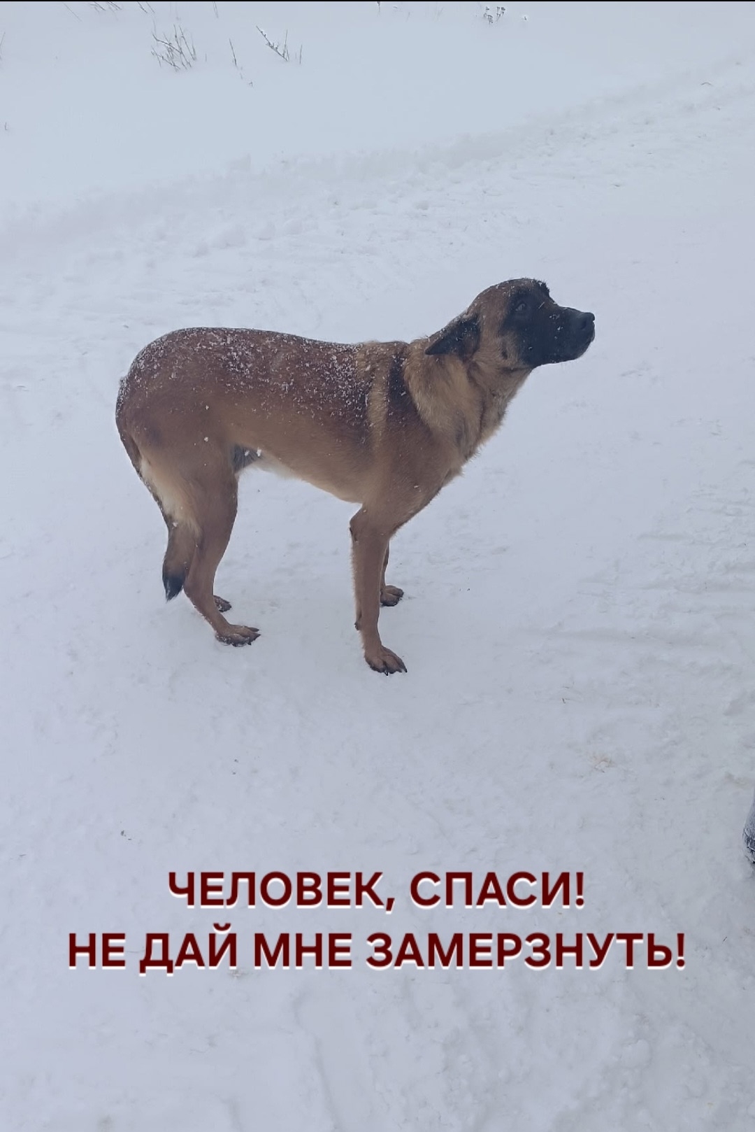 Найдена собака в Калинковичах — СРОЧНО! СОБАКА ЗАМЁРЗНЕТ!