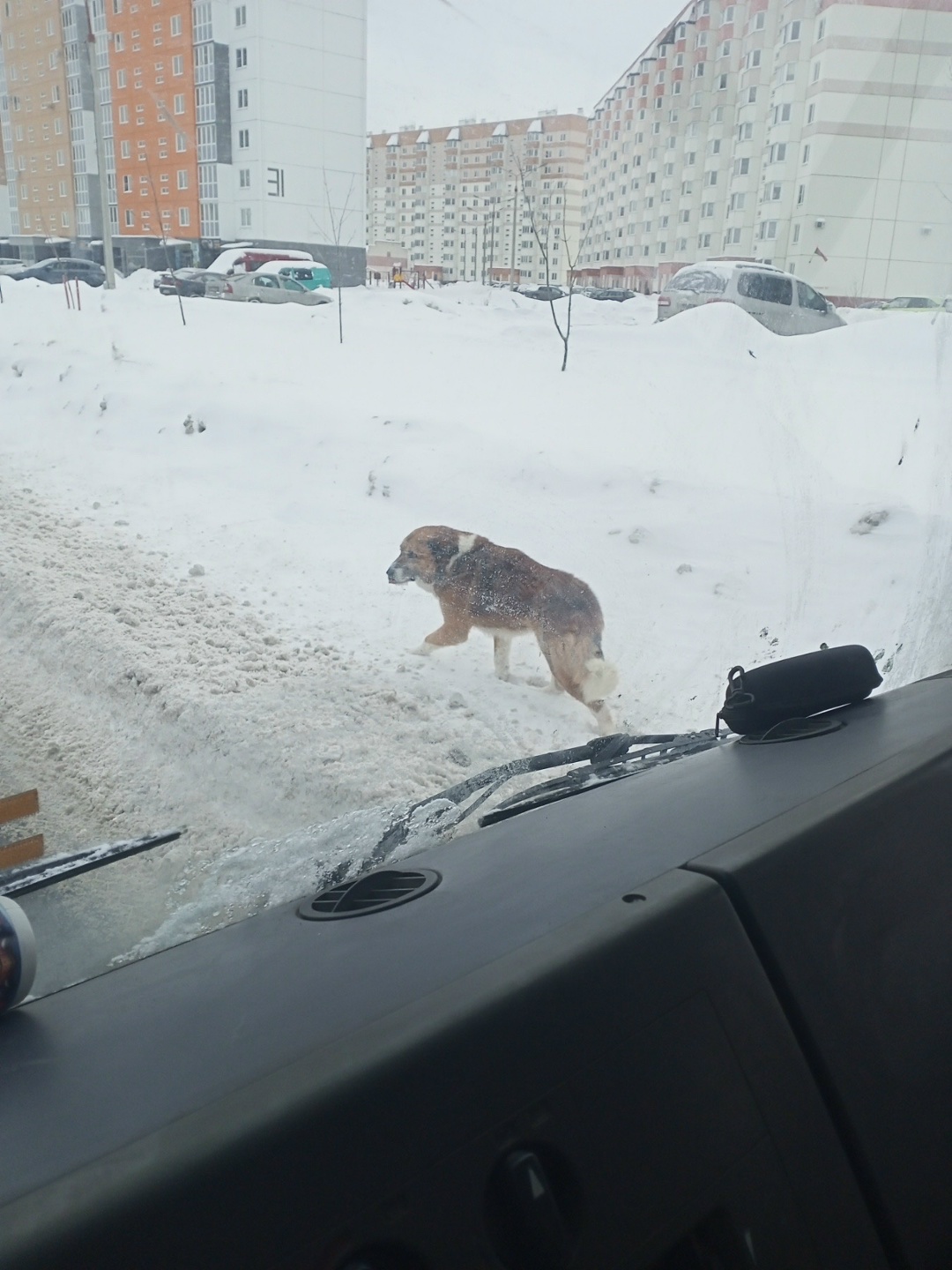Найдена собака в Калинковичах — ЗАМЕЧЕНА СОБАКА!