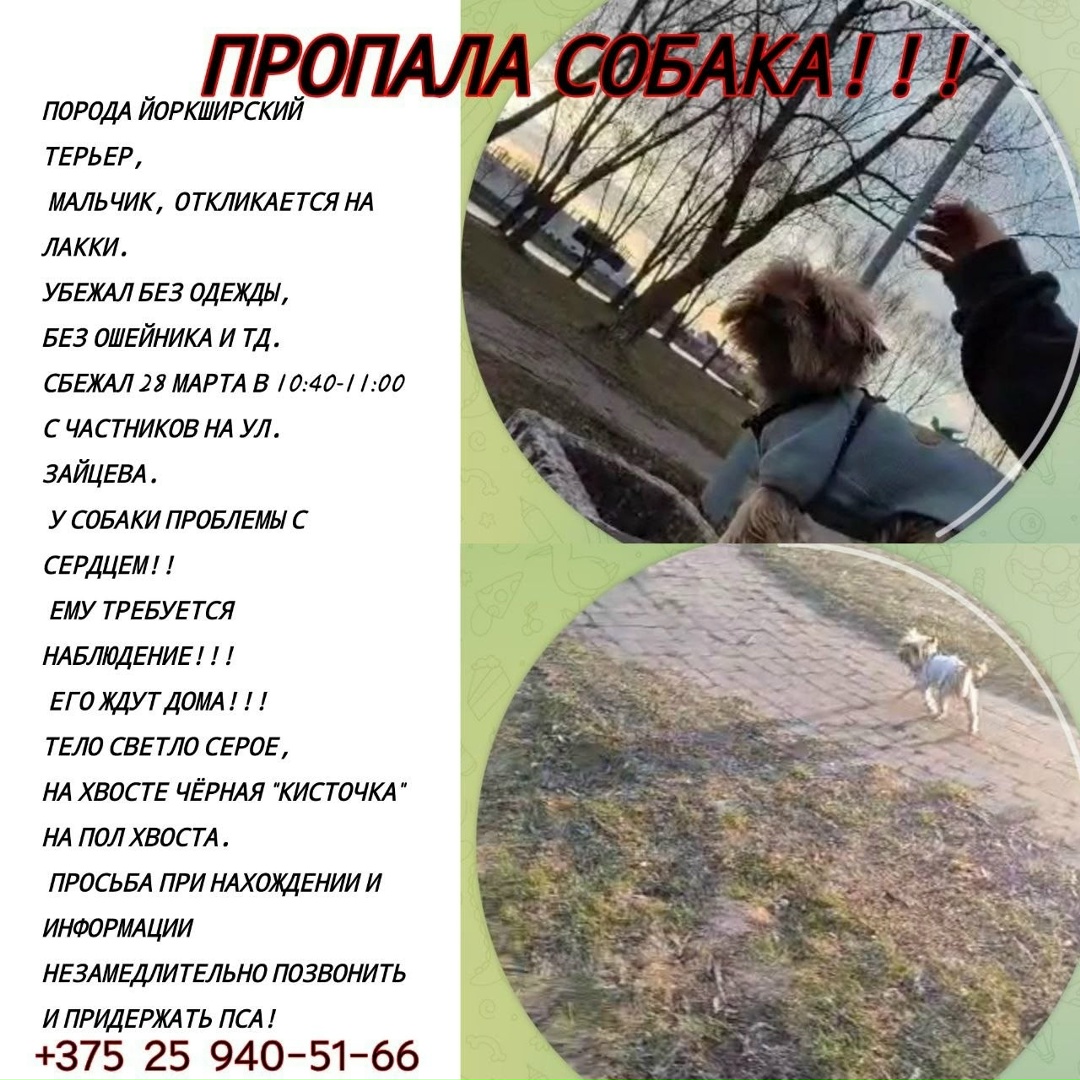 Пропала собака в Калинковичах — фото объявления