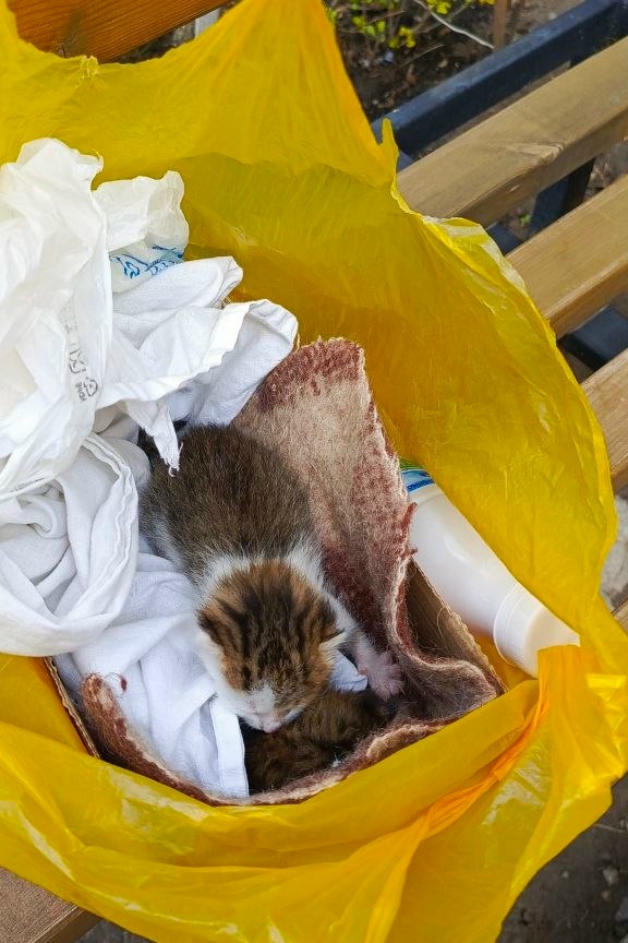 Найдена кошка в Калинковичах — Очень прошу помощи Передержкой для котят!