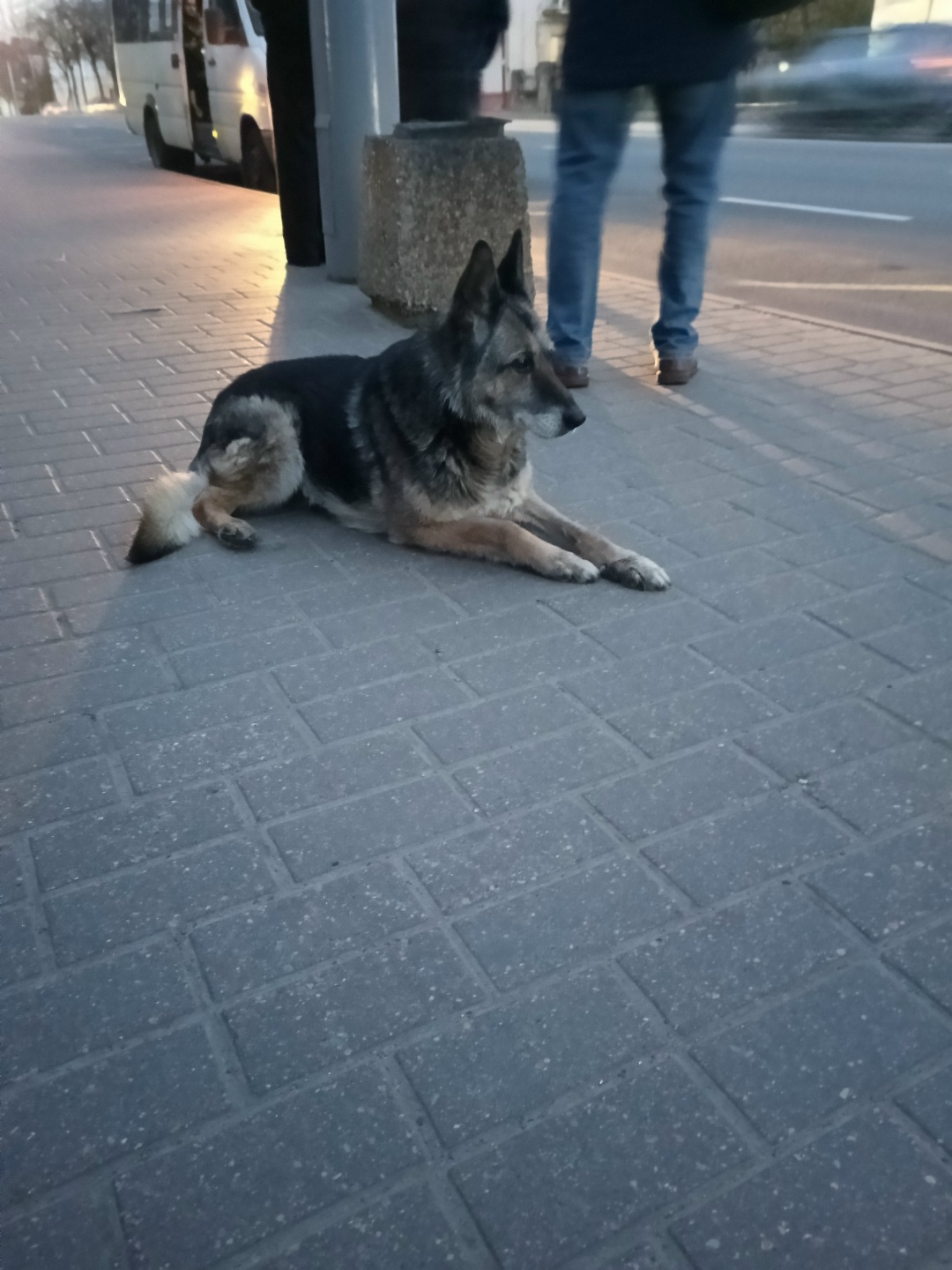 Найдена собака в Калинковичах — ХОЗЯИН, ОТЗОВИСЬ!