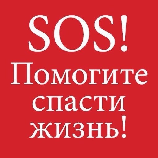 Найдена собака в Калинковичах — ЗАМЕЧЕНА СТРАШНО ИСТОЩЕННАЯ СОБАКА!