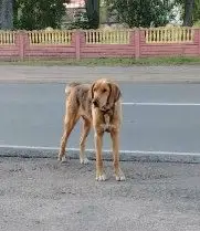 Найдена собака в Мозыре — В аг. Махновичи бегает охотничья собака с синим ошейником. Возможно его кто-то ищет