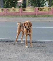 Найдена собака в Мозыре — В аг. Махновичи бегает охотничья собака с синим ошейником. Возможно его кто-то ищет
