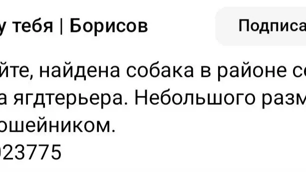 Найденная собака в Борисове: Беларусь, Борисов!!! Найдена собака в районе Северного, похожа на ягдтерьера. Небольшого размера собака с… Найдена собака в Борисове — Беларусь, Борисов!!! Найдена собака в районе Северного, похожа на ягдтерьера. Небольшого размера…