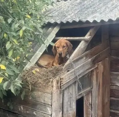 Пропала собака в Витебске — фото объявления