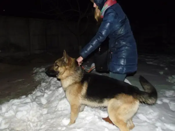 Найдена собака в Пинске — СБЕЖАЛА ОВЧАРКА! Кобель, которого взяли на передержку. И что хуже всего, нашелся его прежний хозяин…