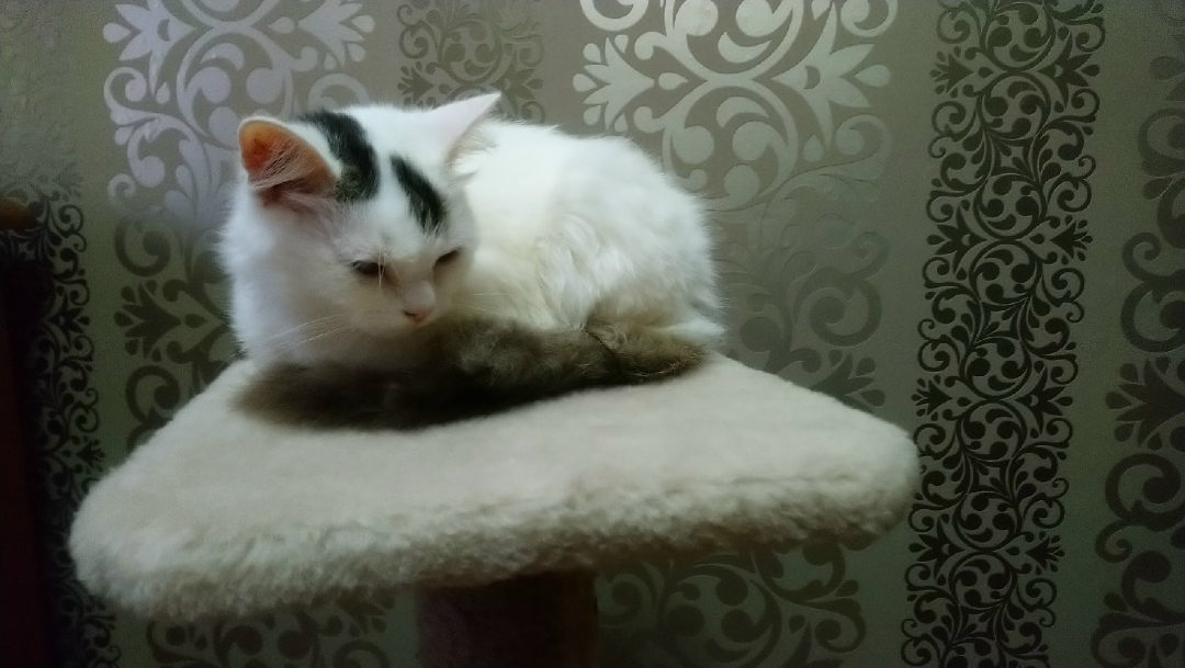 Найдена кошка в Пинске — СРОЧНО!!! Красивый котенок (мальчик) ищет новый дом. Возраст 5-6 месяцев. Безумно ласковый, спокойный и…