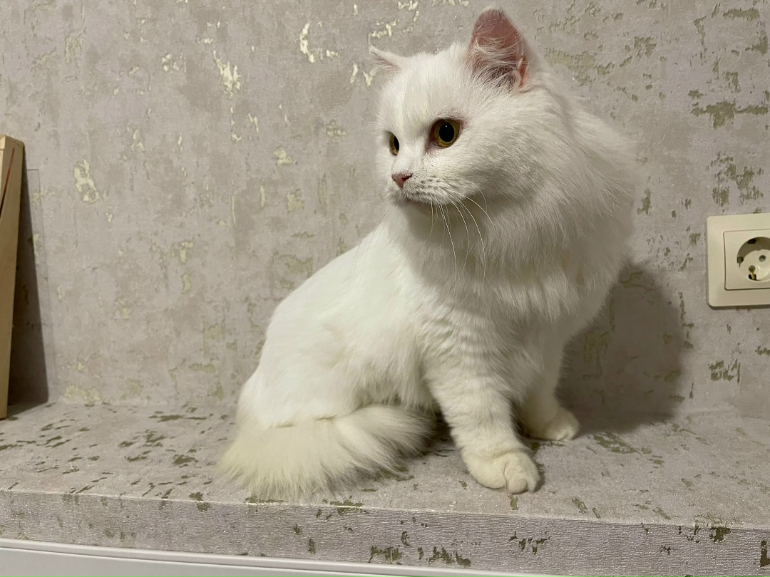 Найдена кошка в Пинске — Здравствуйте, найден котик на ясельдовской 14