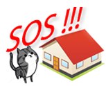 Пропала кошка в Осиповичах — SOS !!!!!! Их жизни в ваших руках!!!