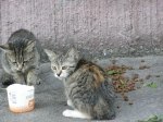 Пропала кошка в Осиповичах — SOS !!!!!! Их жизнь зависит от вас !!!