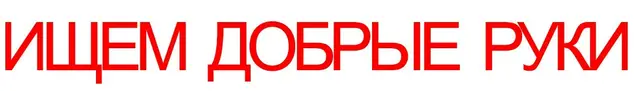 Найдена собака в Осиповичах — БРЕСТ ! Найдена китайская хохлатая собачка, без чипа и без клейма. Ищем добдрые руки ! МТС 225-19-62