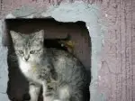 Пропала кошка в Осиповичах — SOS !!!!!!SOS!!!!!! Давайте не дадим им умереть на улице !!!