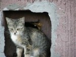 Пропала кошка в Осиповичах — SOS !!!!!!SOS!!!!!! Давайте не дадим им умереть на улице !!!