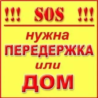 Найдена кошка в Осиповичах — СОС!!! СРОЧНО нужна ПЕРЕДЕРЖКА или ДОМ потрясающему коту!