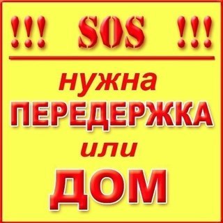 Найдена кошка в Осиповичах — СОС!!! СРОЧНО нужна ПЕРЕДЕРЖКА или ДОМ потрясающему коту!