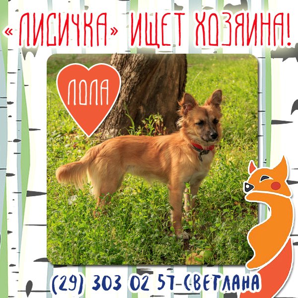 Найдена собака в Осиповичах — Минск! Срочно! Молодая шикарная собака в дар!