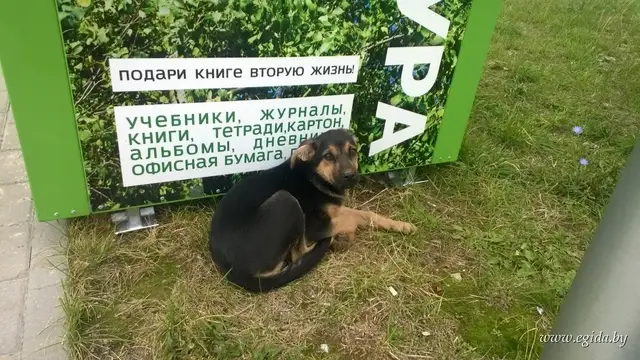 Найдена собака в Осиповичах — фото объявления