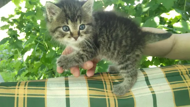 Пропала кошка в Осиповичах — Нужна помощь в пристройстве котёнка, мальчишка.. Ему месяц. Ситуация такова: соседская кошка…