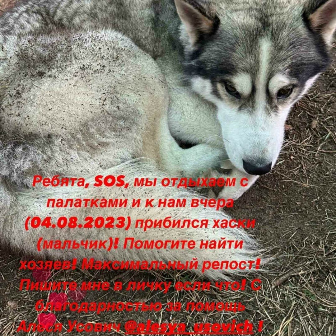 Найдена собака в Осиповичах — Если есть возможность помогите пропиарить и раскидать по группам потеряшек,меня они игнорят. Это…