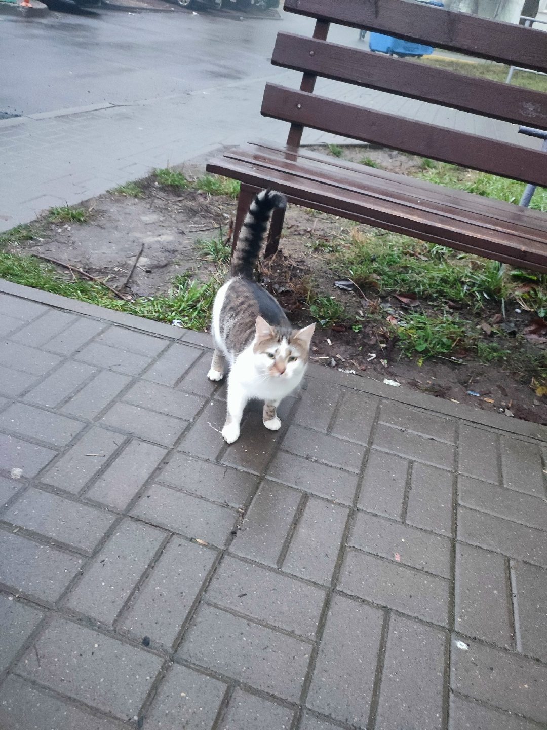 Найдена кошка в Осиповичах — Минск. Серебрянка .