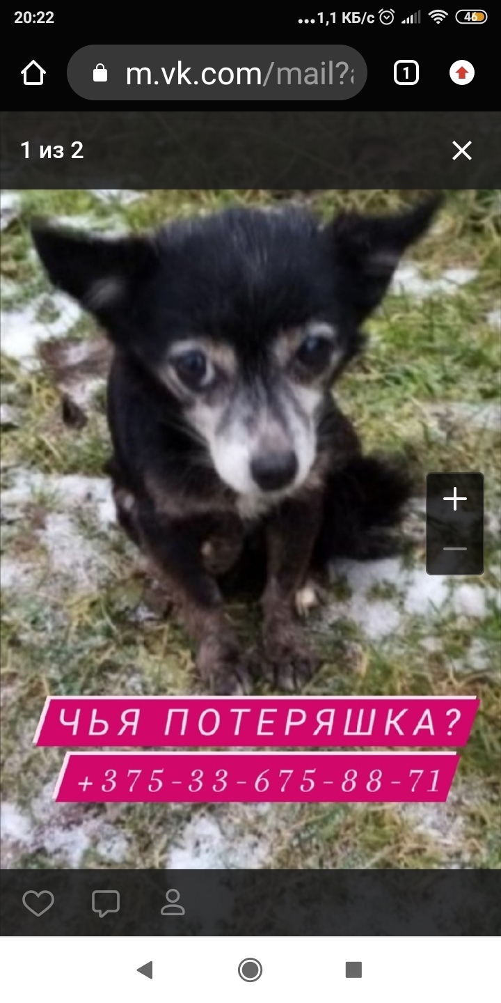 Найдена собака в Орше — Орша!!!!!! Ищем хозяев новых или старых!!!!!!