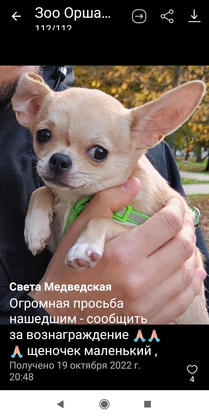 Пропала собака в Орше — Орша!!!! SOS!!!!!