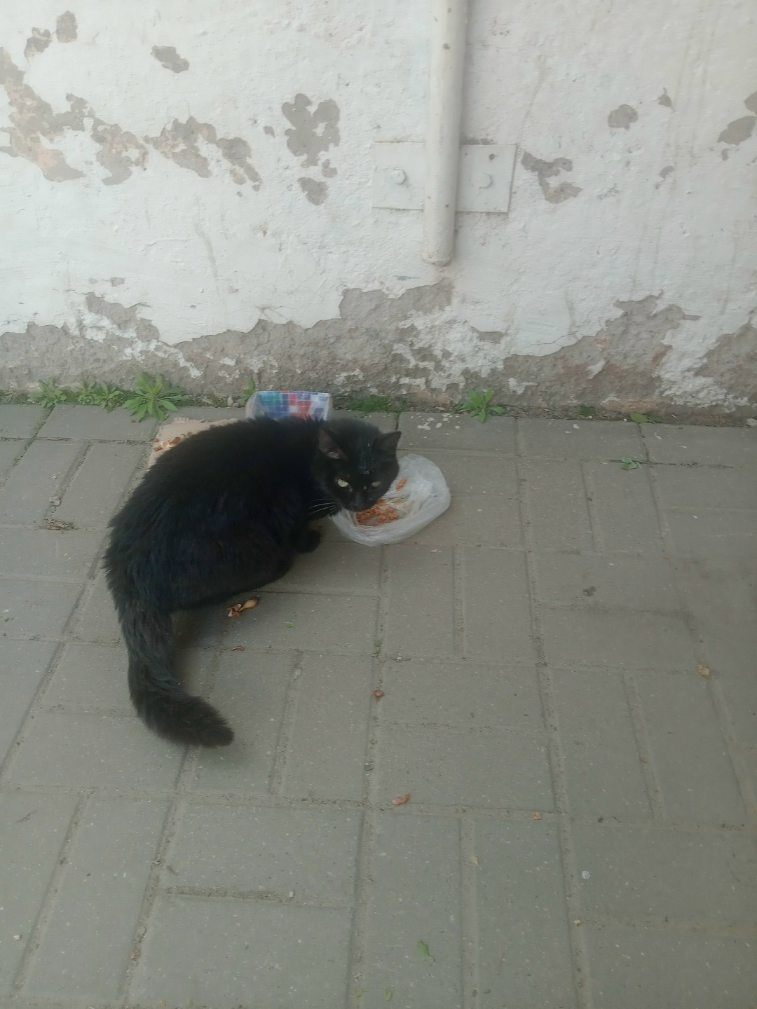 Пропала кошка в Орше — На рынке "Восточный" (район ж/д вокзала, г.Орша, ул.Дзержинского) 6 мая 2025 г. появился вот такой котик…