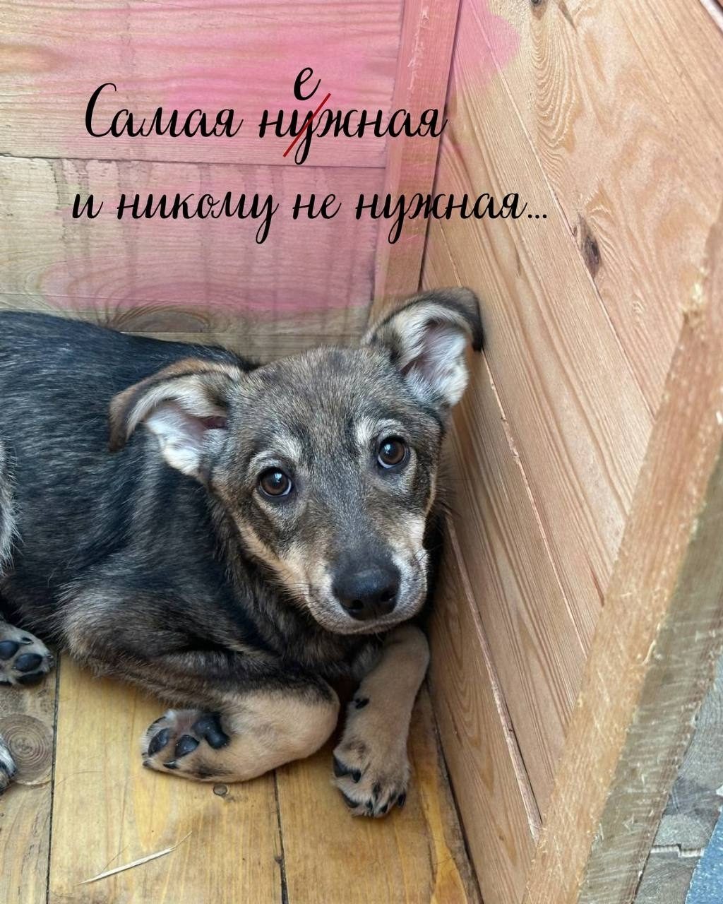 Найдена собака в Минске — Собаки, которые выросли в отлове, не видели ничего, кроме клеток. Им сложно находить общий язык с…