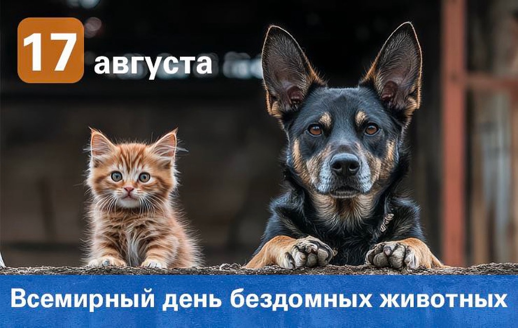 Пропала собака в Столбцах — Всемирный день бездомных животных: важные факты и как помочь 🐾