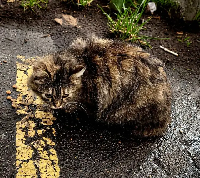 Найдена кошка в Слуцке — Минск,ул.Николая Теслы