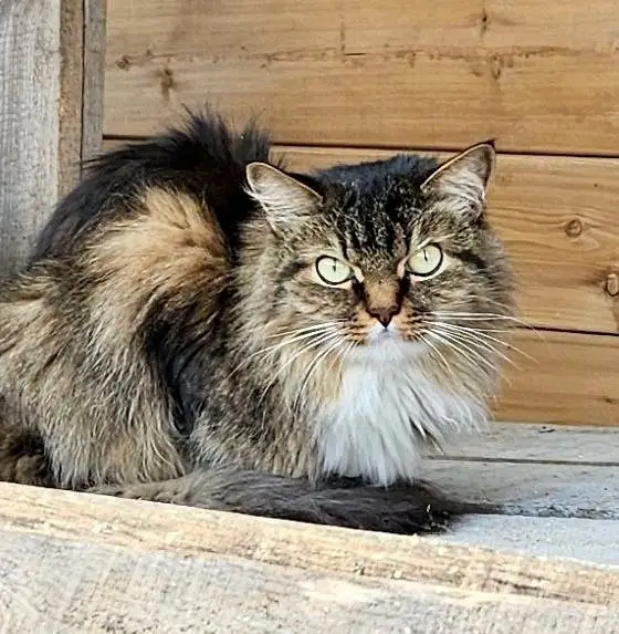 Найдена кошка в Слуцке — Замечен кот/кошка.ул.Есенина- Космонавтов -Курганная