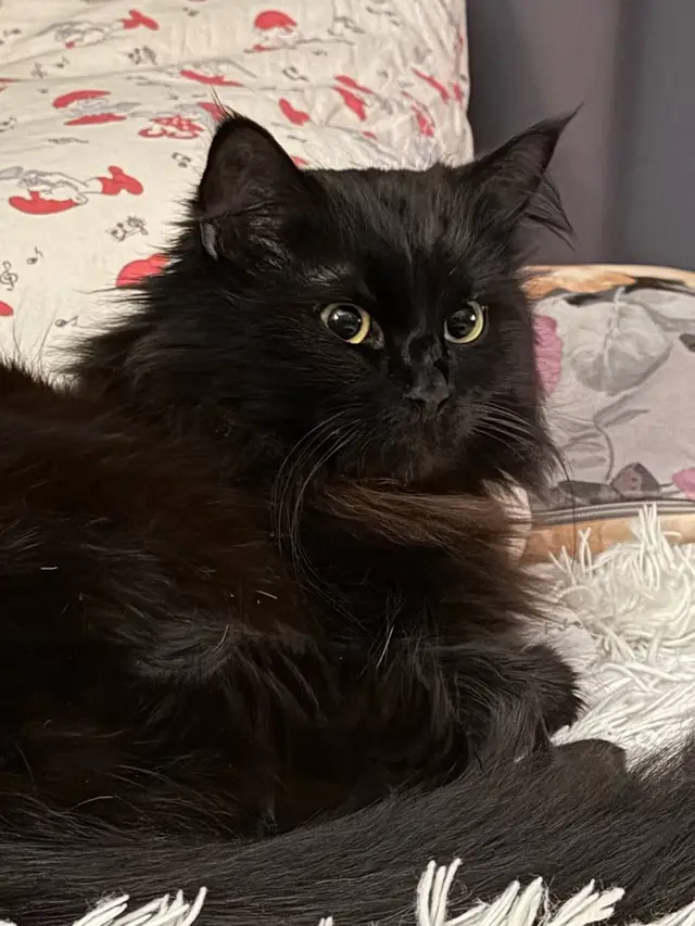 Пропавшая кошка в Слуцке: ЖОДИНО/БЕЛАРУСЬ 🆘 🆘 🆘 Пропала кошка в Слуцке — ЖОДИНО/БЕЛАРУСЬ 🆘 🆘 🆘