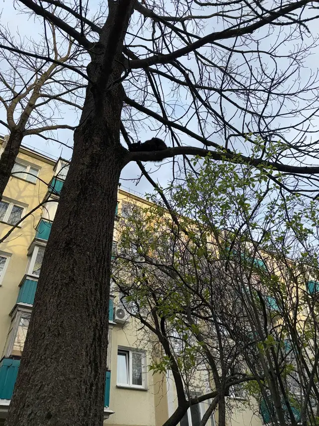Найдена кошка в Слуцке — Замечена кошка,второй день на дереве,ул.орловская.телефон для связи и информации +375298592118
