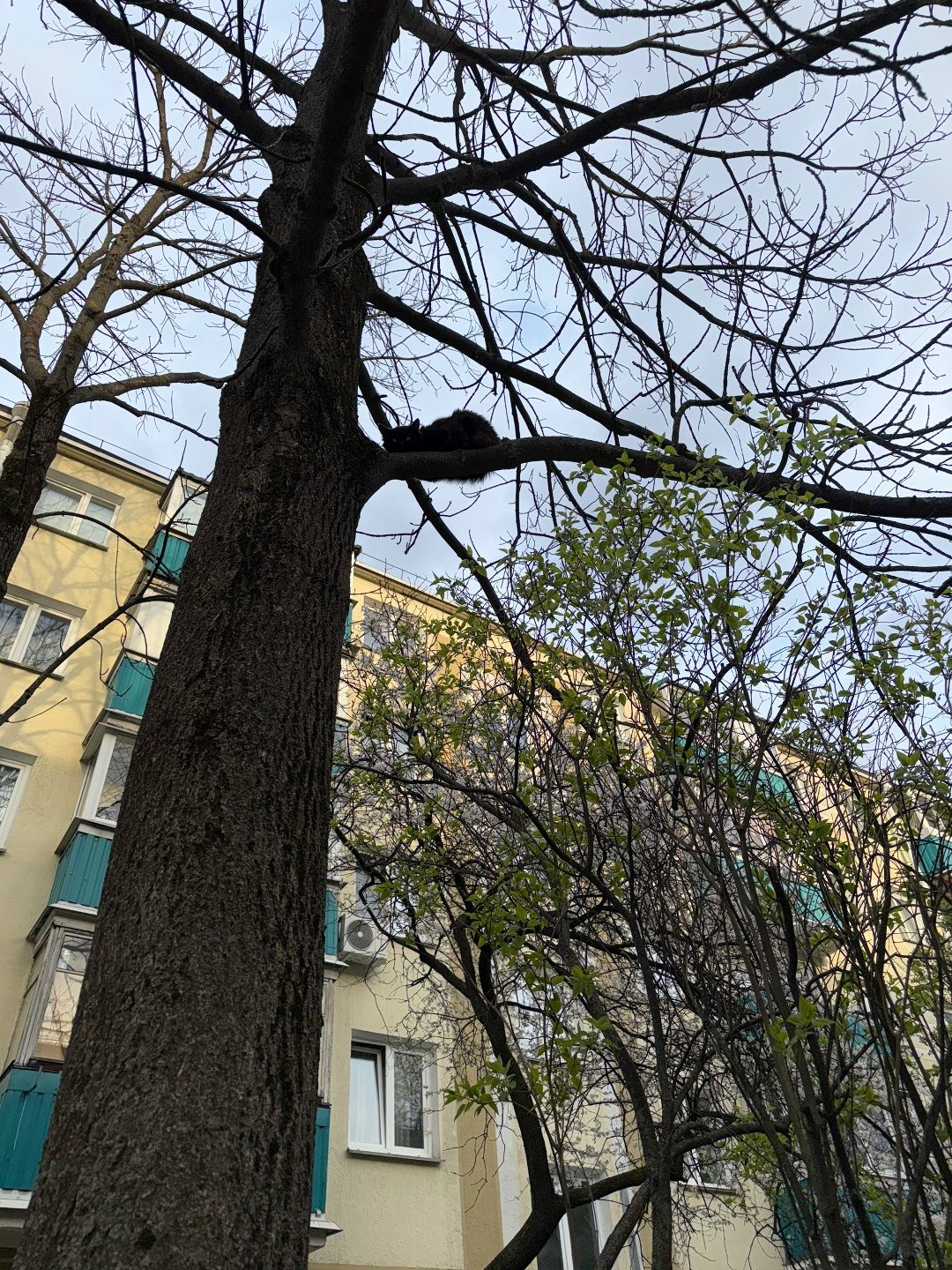 Найдена кошка в Слуцке — Замечена кошка,второй день на дереве,ул.орловская.телефон для связи и информации +375298592118