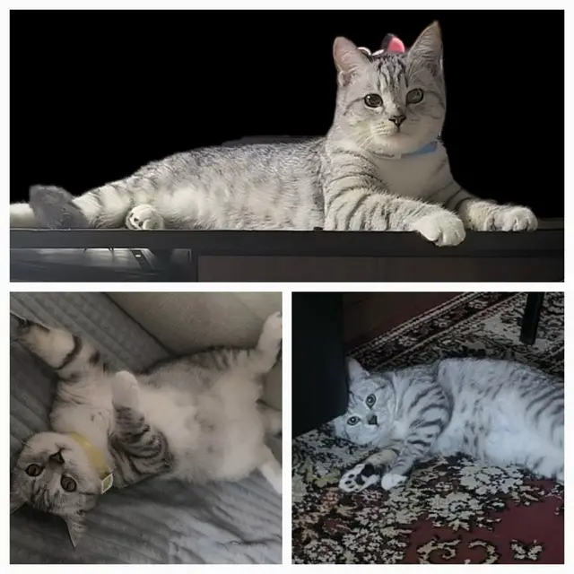 Найдена кошка в Слуцке — Щомыслица Минский район.