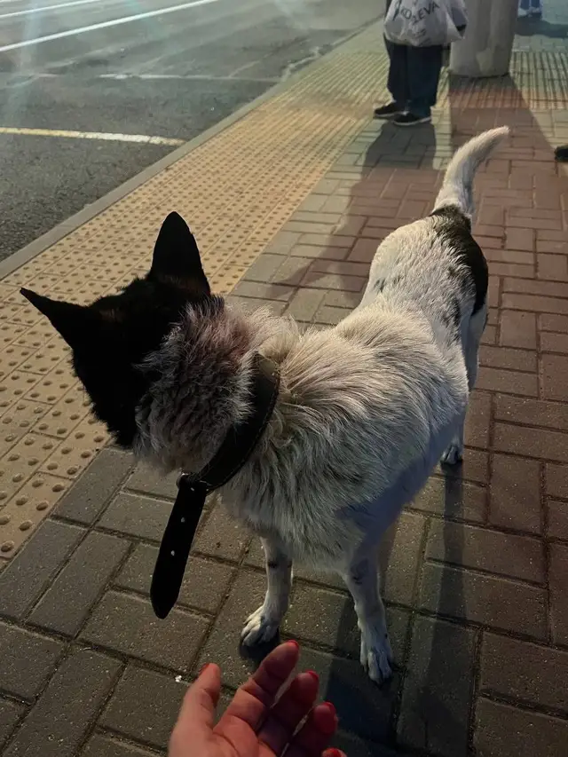 Найдена собака в Слуцке — Замечена собака в районе ст.метро Автозаводская, с ошейником, ручная. Ощущение, что ждёт хозяина…