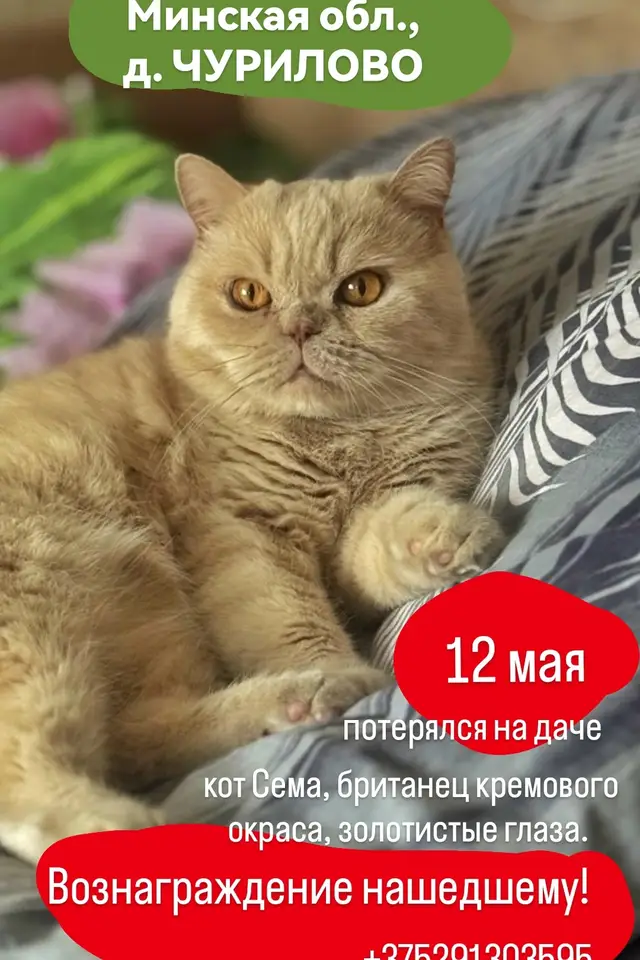 Пропала кошка в Слуцке — Минская обл., Узденский район