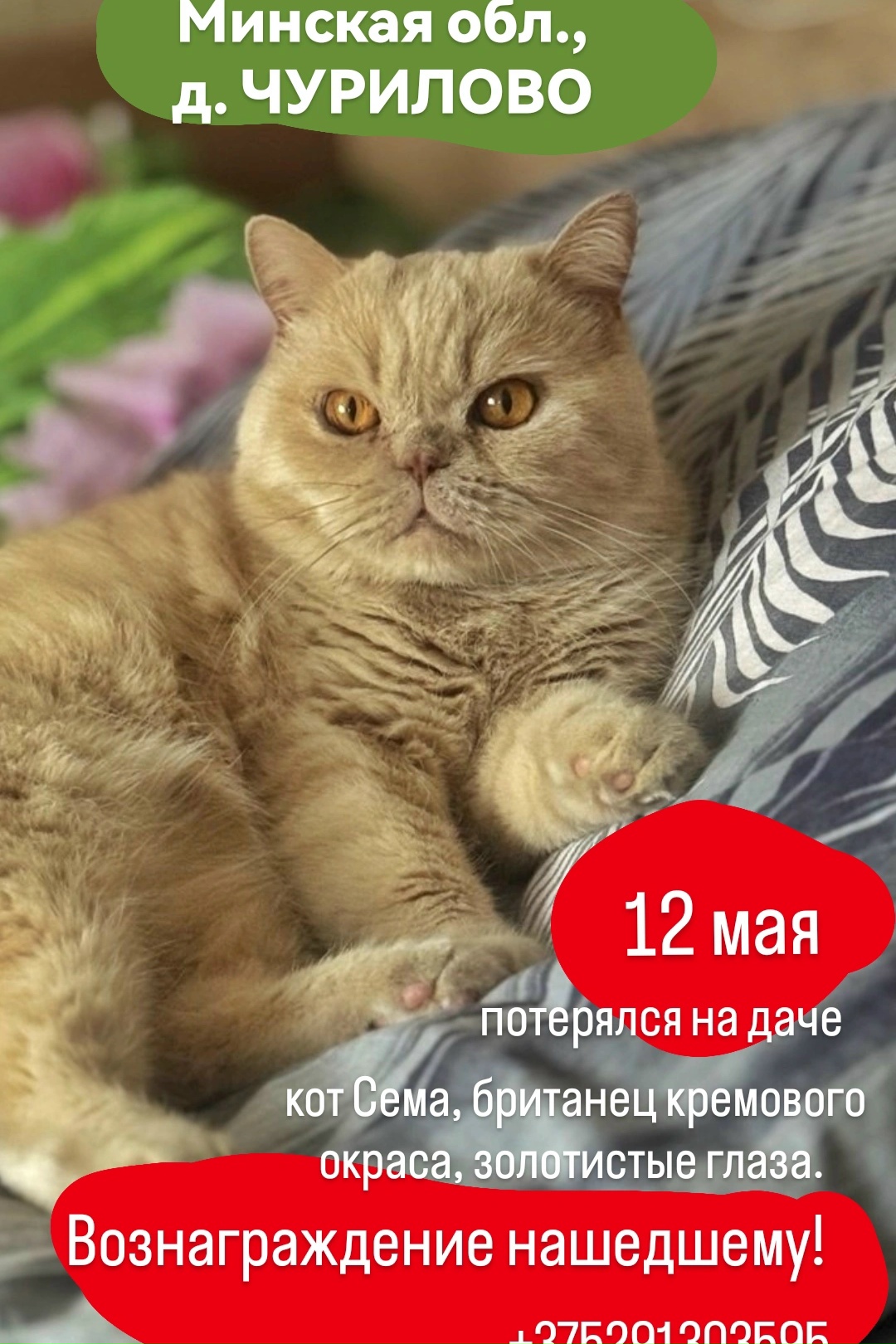 Пропала кошка в Слуцке — Минская обл., Узденский район