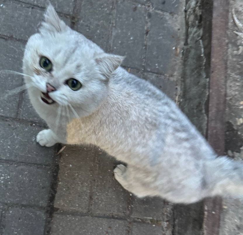 Найдена кошка в Слуцке — Замечена кошка!