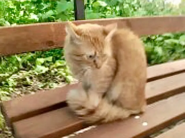 Найдена кошка в Слуцке — Замечен кот в районе Старого Аэропорта.