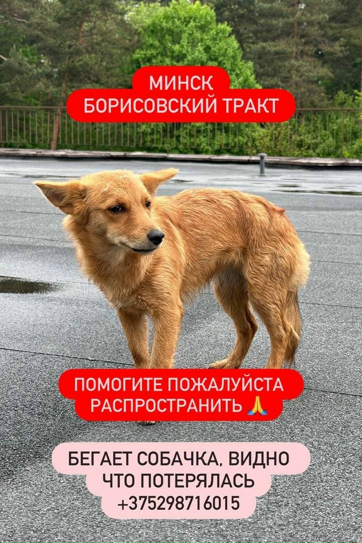 Найдена собака в Слуцке — Замечена собака, Борисовский тракт