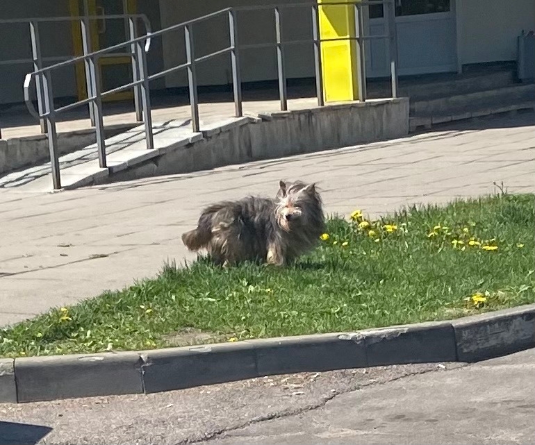 Найдена собака в Слуцке — Замечена маленькая пушистая собачка в районе Матусевича 75, Фрунзенский район, пол неизвестен.Побежала…