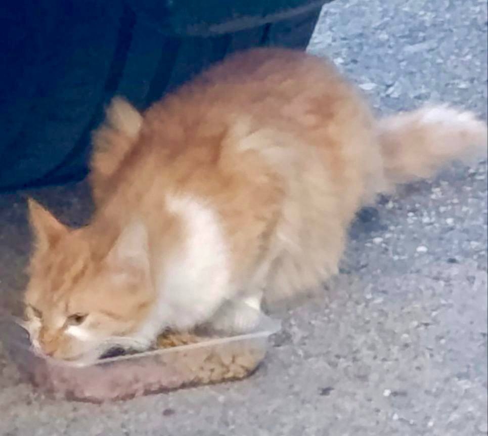 Найдена кошка в Слуцке — Замечен кот на ул. Дунина-Марцинкевича.