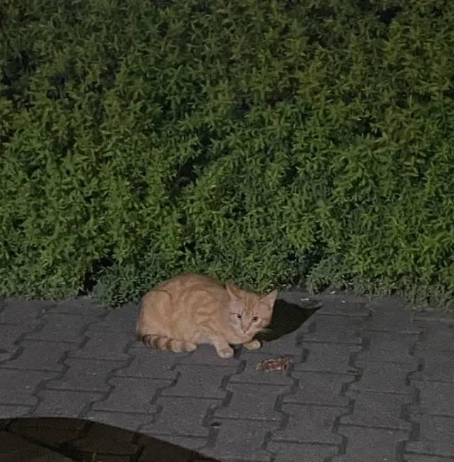 Найдена кошка в Слуцке — Замечен кот (мальчик), Минск, м. Пушкинская.